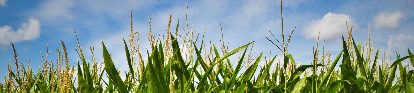 corn stalks